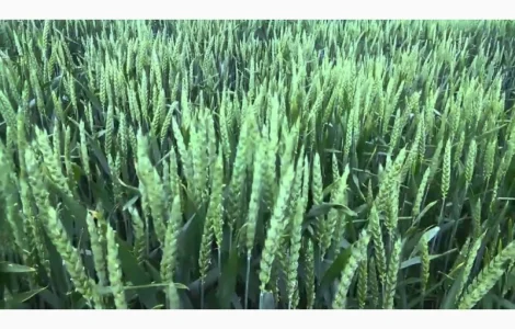 Сорт Леннокс Яровая пшеница(Двуручка) (Канада