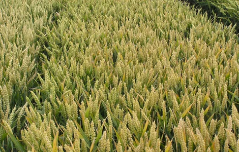 Озимая пшеница Смуглянка