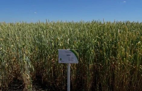 Семена озимой пшеницы Зира (элита)