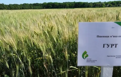 Семена озимої пшениці Гурт (еліта) у продажу