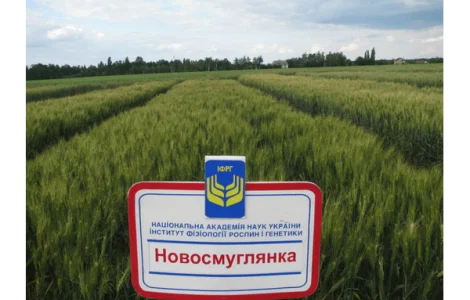 Новосмуглянка потенційна врожайність сорту 100 ц/га