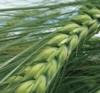 Семена озимой пшеницы Шестопавловка