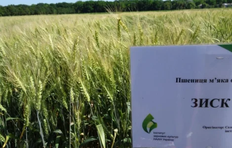 Семена озимой пшеницы Зиск - экстрасильный сорт