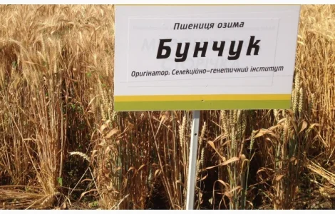 Семена озимой пшеницы Бунчук - эл/1репр (Одесская селекция)
