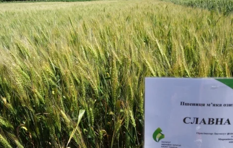 Семена озимой пшеницы Славна (элита)