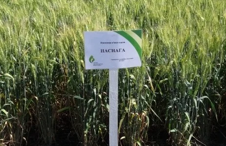 Семена озимой пшеницы - Наснага (высокоинтенсивный сорт)
