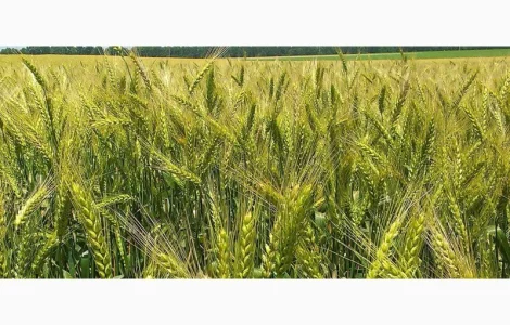 Семена озимой пшеницы Лира Одесская (доступна держ компенсация)