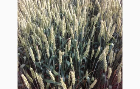 Нота Одесская озимая пшеница