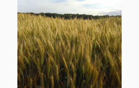 Насіння озимої пшениці Софру – рання група стиглості