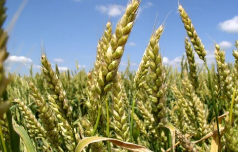 Семена озимой пшеницы Богдана (доступна держ компенсация)