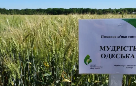 Семена экстрасильной пшеницы Мудрость Одесская