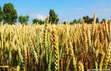 Пшеница Берегиня Мироновская( лютесценс )