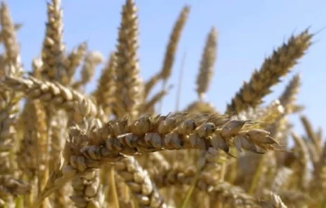 Семена экстрасильной пшеницы Нива Одесская