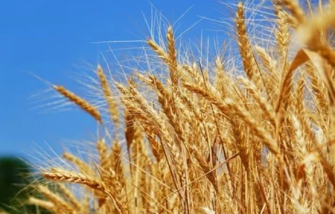 Семена озимой пшеницы - Пилиповка (дост. держ. компенсация)