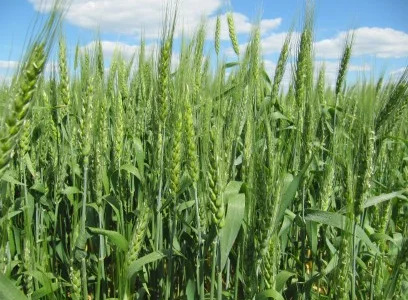 Лига Одесска