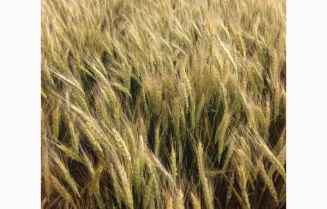 Октава Одесска озимая пшеница