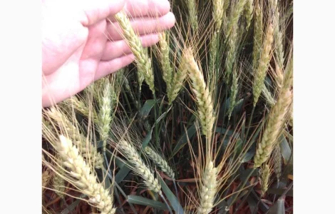 Оранта Одеська