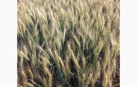 Нота одеська