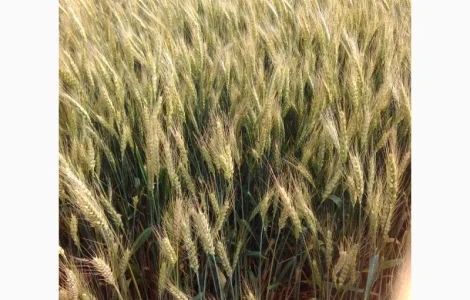 Озимая пшеница Катруся Одесска