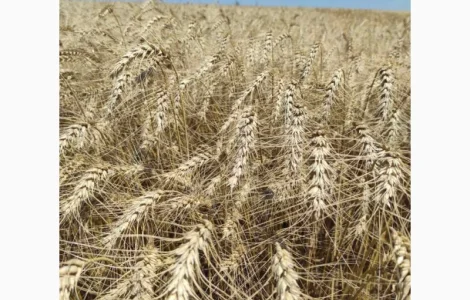 Озимая пшеница Грация елита