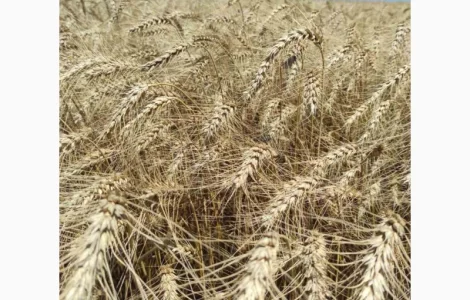 Пшеница озимая Гарантия одесская