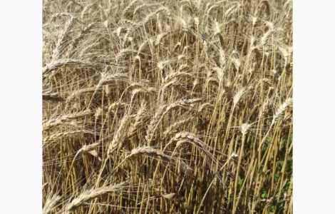 Пшеница озимая Катруся Одеская лидер в засуху