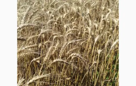 Озима пшениця Катруся Одеська – лідер за засухостійкістю