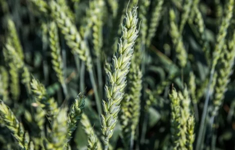 Озимая пшеница Даринка Києвська