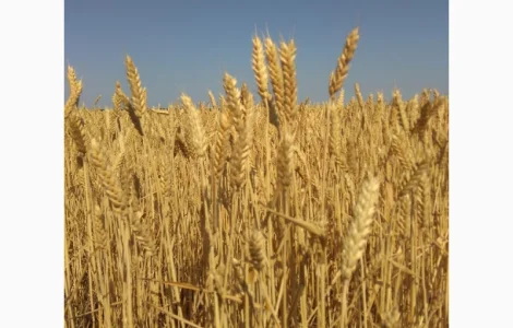 Семена ярой пшеницы Дубравка елита