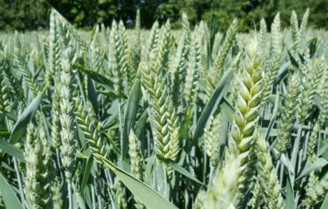 Семена озимой пшеницы Астарта