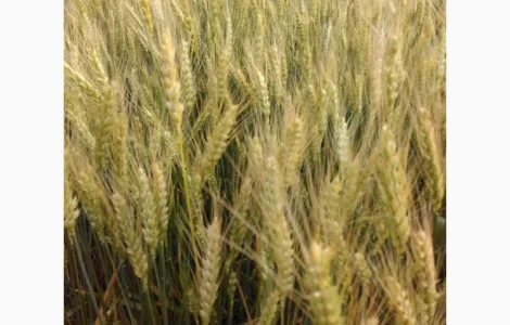 Насіння пшениці Юзовка