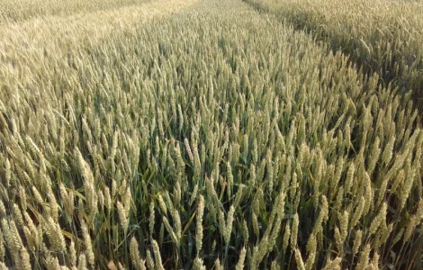 Семена озимой пшеници Астарта