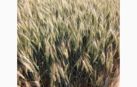 Семена Озимой Пшеницы Одесской селекции Катруся