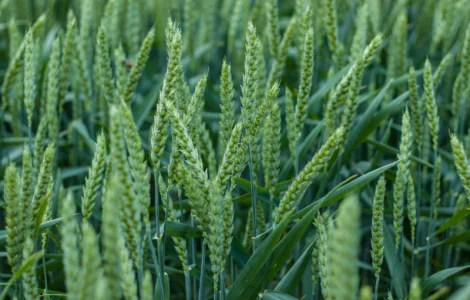 Посівний матеріал безостої озимої пшениці Сорріал