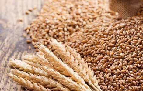 Продам пшеницю фураж 200+ тонн, Черкаська обл