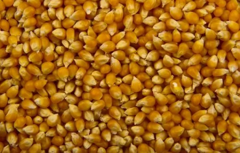 Закупаем пшеницу 4 класса