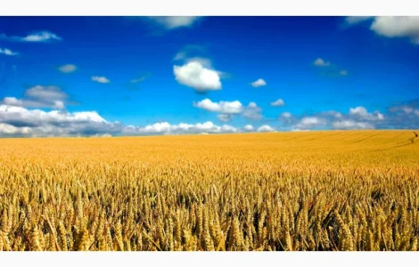 Куплю пшеницу не база