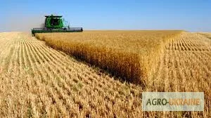 Постійно купуємо пшеницю фураж