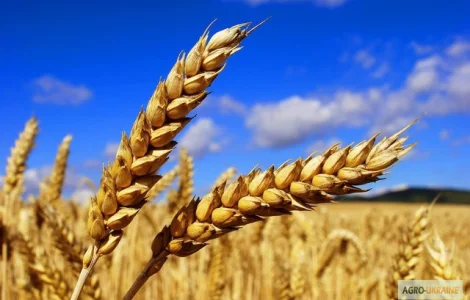 Купляємо пшеницю