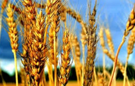 Семена озимой пшеницы Атлон Германия