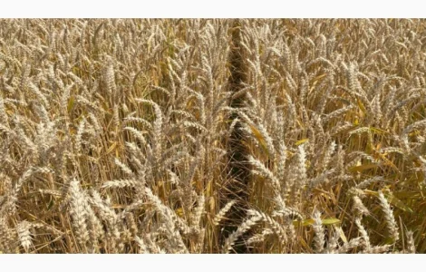 Насіння озимої пшениці Леммі