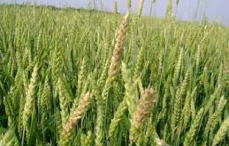 Озимая пшеница Ассоль – продажа