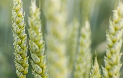 Пшениця озима Спенсер KWS на продаж