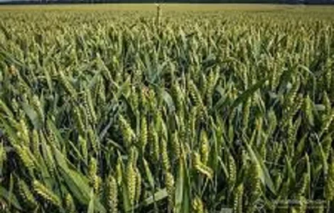 Семена озимой пшеницы сорта Сотница в продаже