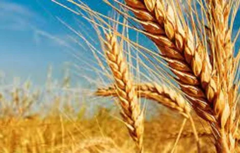 Семена озимой пшеницы СНИГУРКА (СНЕГУРОЧКА) на продажу