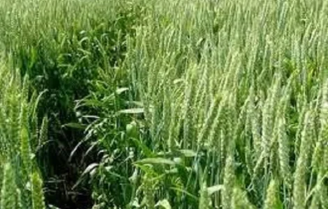 Семена озимої пшениці Славна - високоурожайний сорт