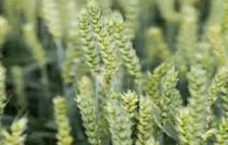 Семена озимой пшеницы МУДРОСТЬ ОДЕССКАЯ