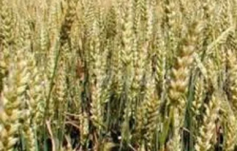 Семена озимой пшеницы МЕЛОДИЯ ОДЕССКАЯ