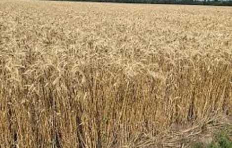 Семена озимой пшеницы ФЕРМЕРКА