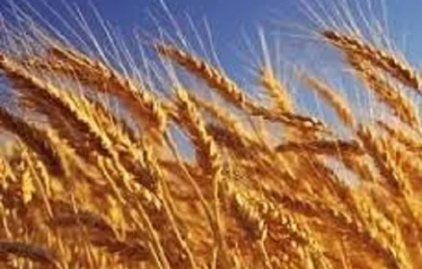 Семена озимой пшеницы Астарта